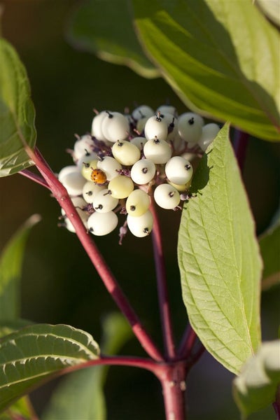 Cornus alba 'Sibirica', Hartriegel, leuchtend rot, 60–100 cm