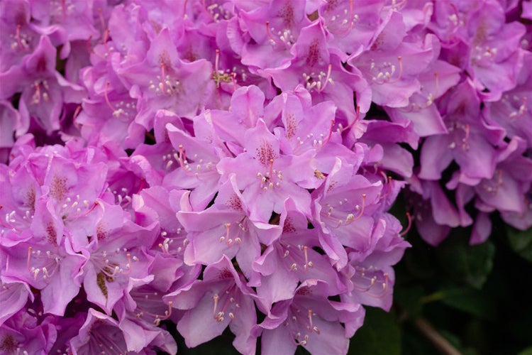 Nahaufnahme von lila Rhododendronblüten