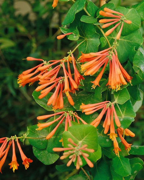 Lonicera brownii 'Dropmore Scarlet', Geißblatt, scharlachrot, 100–150 cm