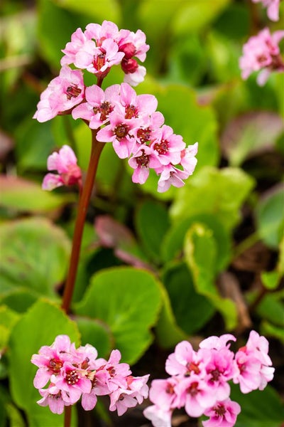 Bergenia cordifolia 'Baby Doll', Riesensteinbrech, rosa, ca. 11x11 cm Topf