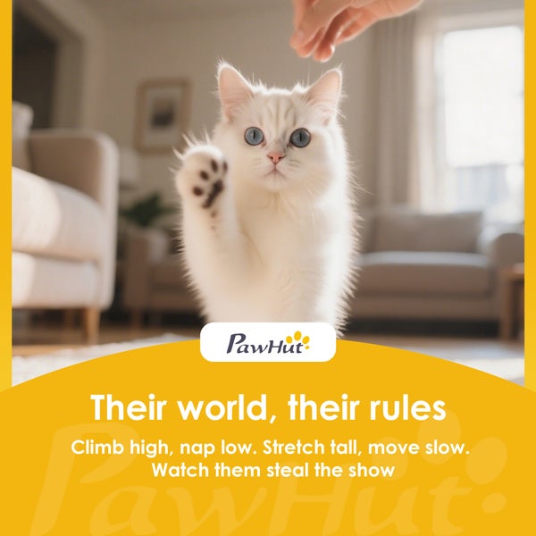 Weisse Katze hebt die Pfote. PawHut Logo