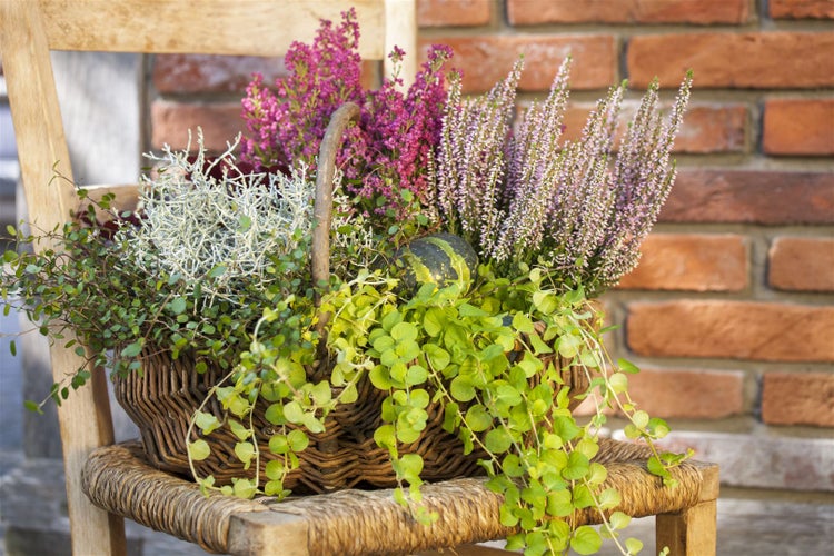 Herbstliche Bepflanzung im Korb auf einem Stuhl, bestehend aus Heidekraut und anderen Pflanzen.