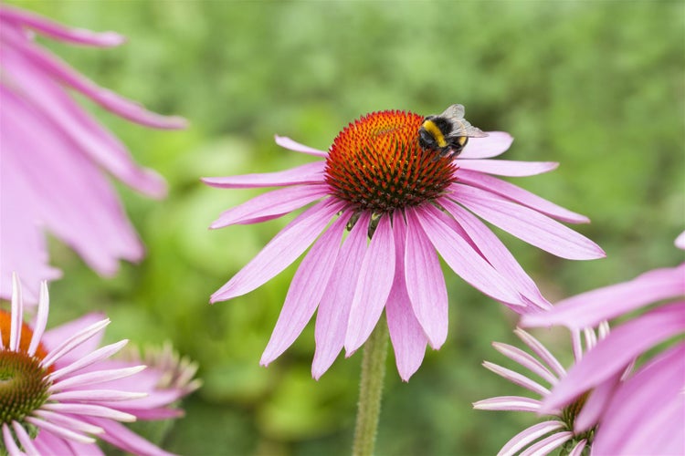 Echinacea purpurea 'Magnus', Sonnenhut, rosa, ca. 9x9 cm Topf