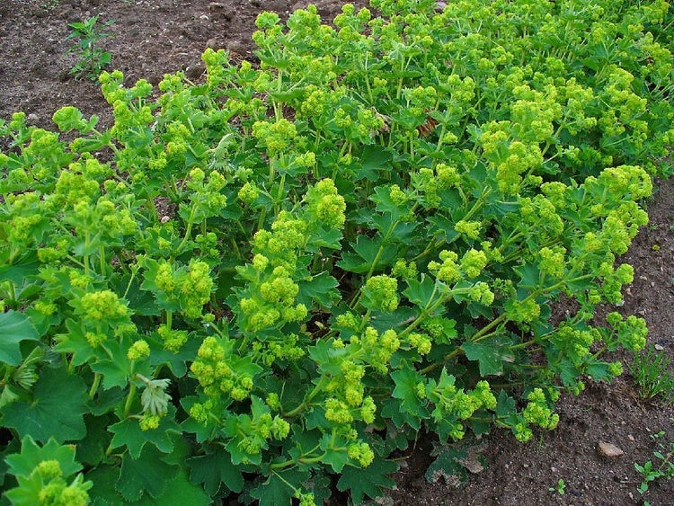 SAFLAX  - Frauenmantel - Alchemilla vulgaris - 100 Samen