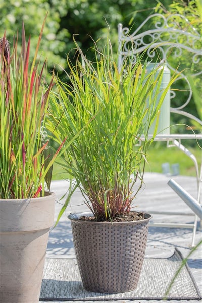 Panicum virgatum 'Rehbraun', Rutenhirse, braun, ca. 9x9 cm Topf