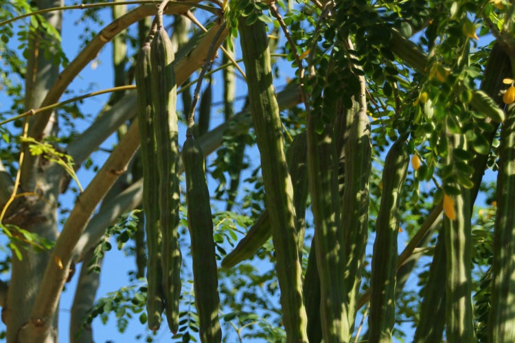 SAFLAX Garden to go - Moringa - Moringa oleifera - 10 Samen - Mit Topf, Klima - Deckel und Anzuchtsubstrat
