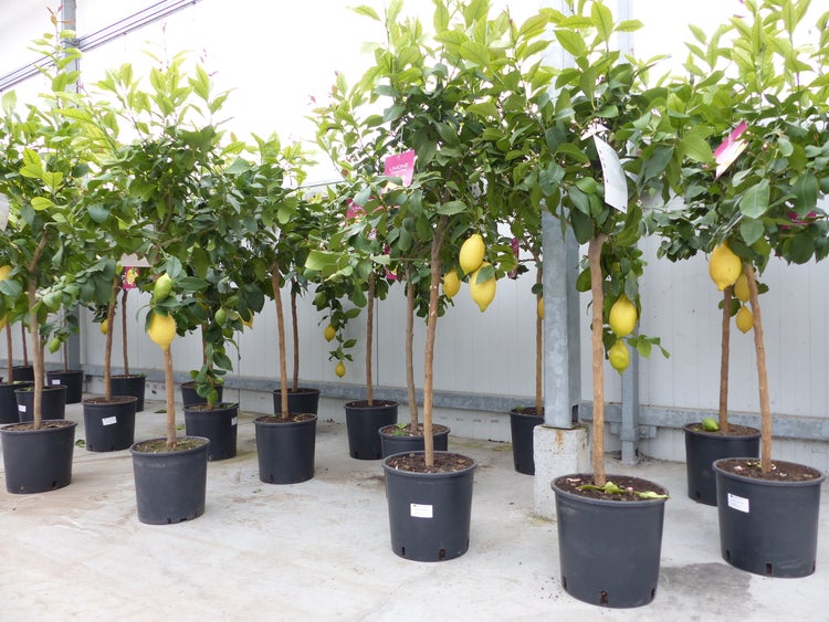 Zitrus Zitronenbaum Zitrone Citrus Limon Limone 140 - 160 cm Zitruspflanze