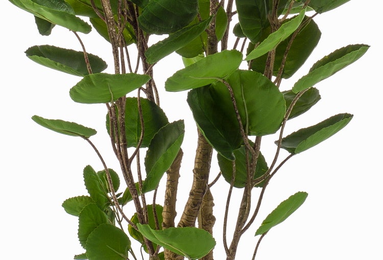 Nahaufnahme einer Zimmerpflanze mit großen grünen Blättern und deutlichen Blattadern.