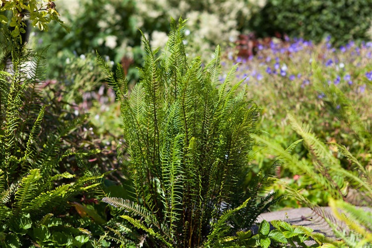 Blechnum spicant, Rippenfarn, ca. 9x9 cm Topf