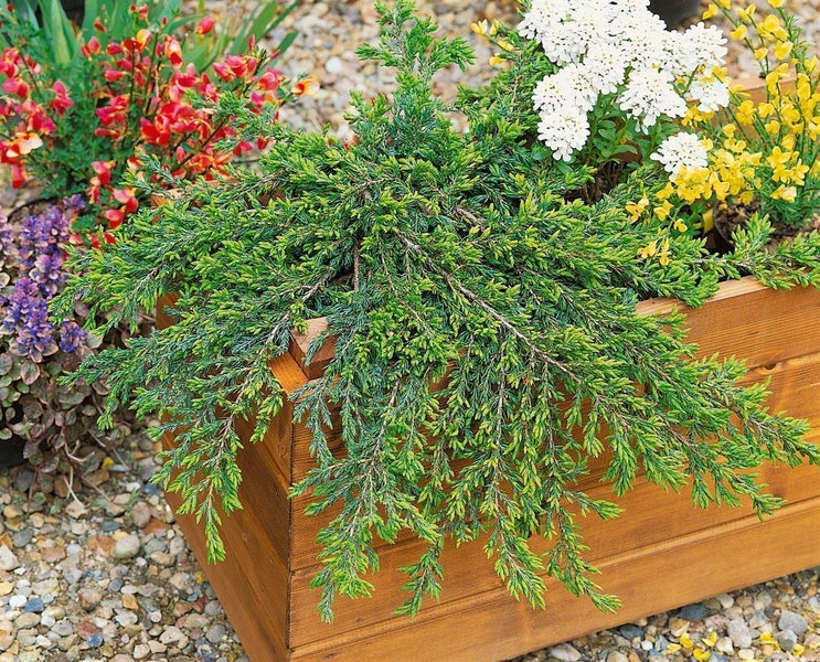 Wacholderpflanze in einem Holzkasten mit anderen Pflanzen