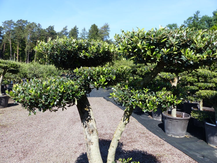 Olivenbaum 7 Pon Pon Bonsai Formgehölz Gartenbonsai Olea europaea Olive winterhart