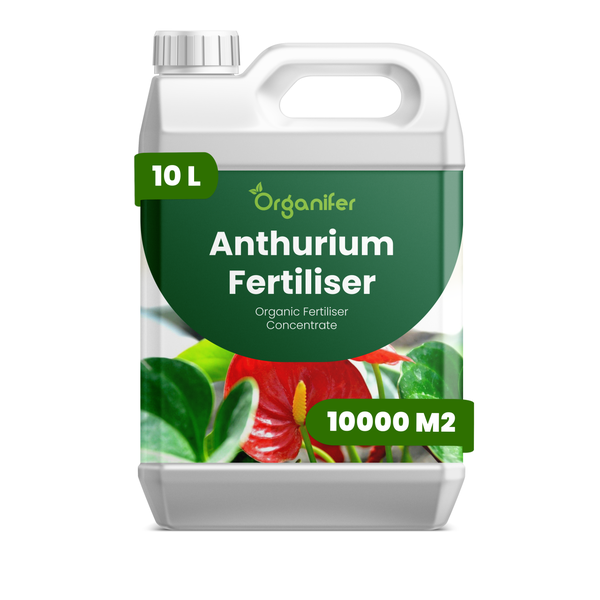 Anthurie mit roten Blüten und grünen Blättern. Organifer Logo.