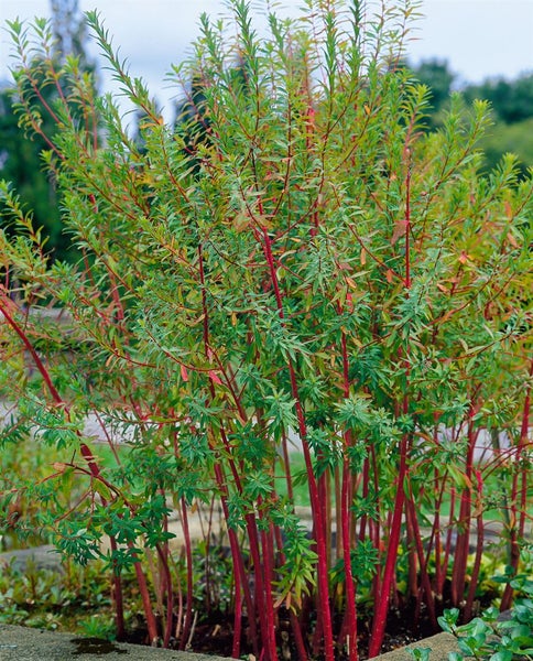 Euphorbia palustris, Sumpf-Wolfsmilch, ca. 9x9 cm Topf