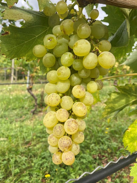 Eine Traube heller Weintrauben hängt an einem Rebstock in einem Weinberg.