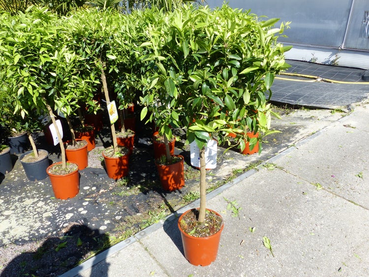 Mehrere Zitrusbäume in Kunststofftöpfen mit grünen Blättern im Freien vor einem Gewächshaus.