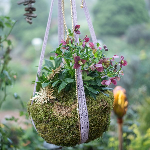 Hängeampel bepflanzt mit Christrosen in Mooskugel, mit Dekorationsschmuck