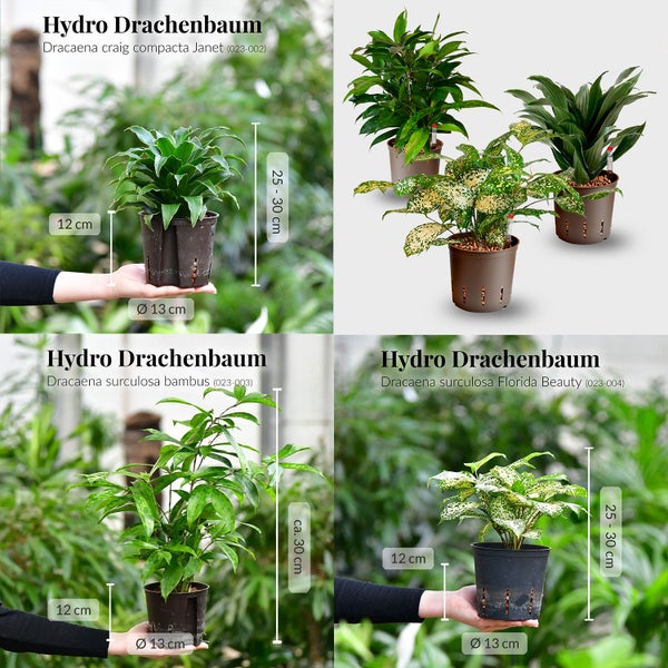 Hydro Drachenbaum Sortiment in Töpfen