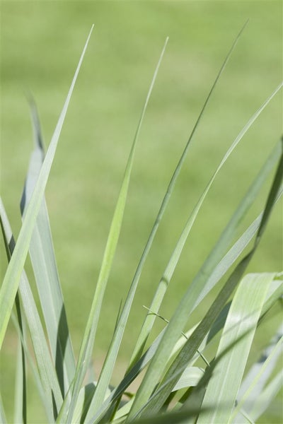 Panicum virgatum 'Prairie Sky', Rutenhirse, ca. 9x9 cm Topf
