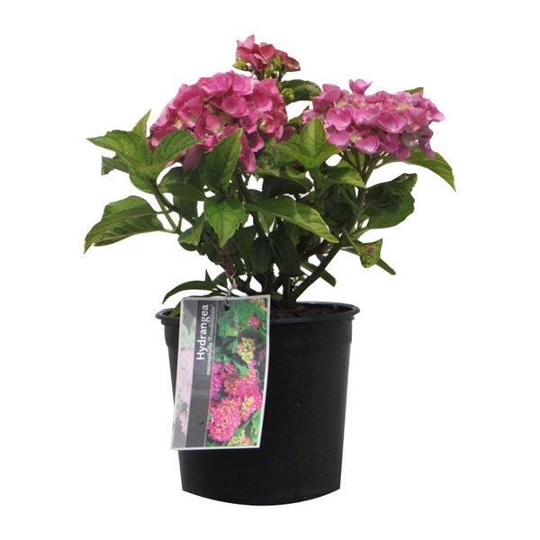 Hortensie im Topf mit rosa Blüten und grünen Blättern