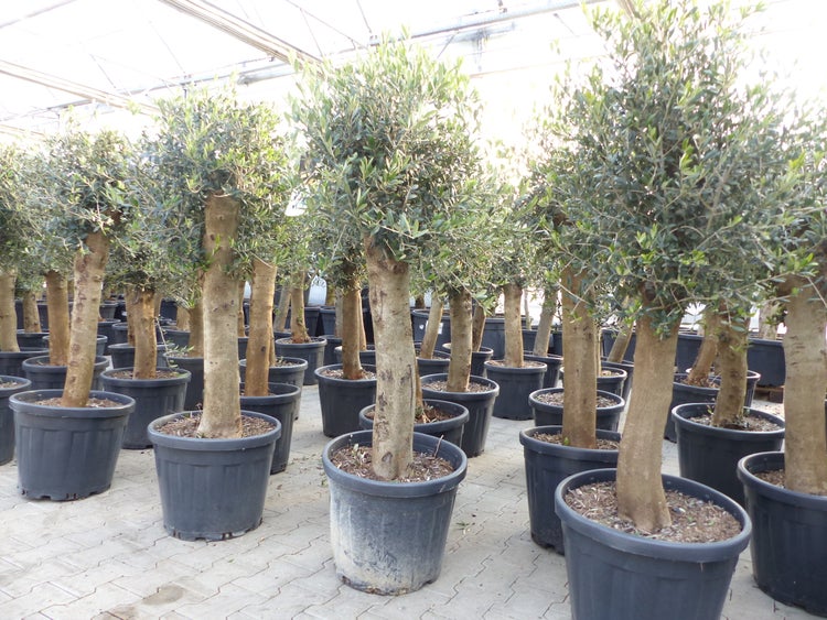 Olivenbaum Bonsai 160 cm Olive beste Qualität, Stammumfang 30 - 40 cm, winterhart, Olea Europaea