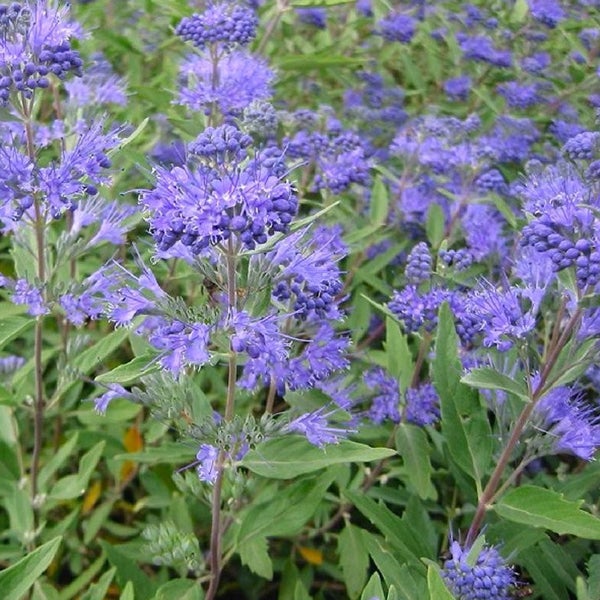 Blau blühende Blaubäume mit grünen Blättern