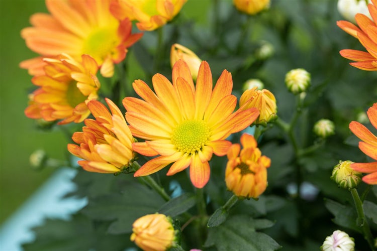 Chrysanthemum x hort.'Kl.Bernstein', Chrysantheme, ca. 9x9 cm Topf