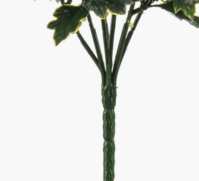 Sansevieria cylindrica Bogenhanf mit aufrechten, zylindrischen, grün gestreiften Blättern.
