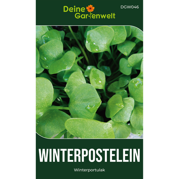 Samentüte für Winterpostelein Winterportulak mit grünen Blättern und Wassertropfen, Deine Gartenwelt Logo.