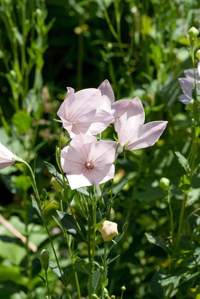 Platycodon grandiflorus 'Perlmutterschale', Ballonblume, rosa, ca. 9x9 cm Topf