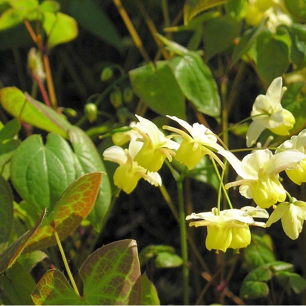 Elfenblume mit gelben Blüten und grünen Blättern