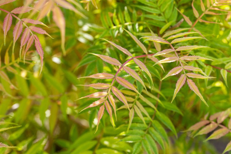 Sorbaria sorbifolia 'Sem', Fiederspiere, buntes Laub, 40–60 cm