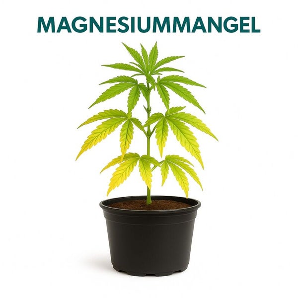 Illustration einer Pflanze in einem Topf mit Magnesiummangel, erkennbar an gelben Verfärbungen der unteren Blätter.