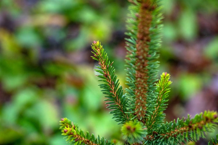 Picea abies 'Will's Zwerg', Fichte, kompakt, 50–60 cm