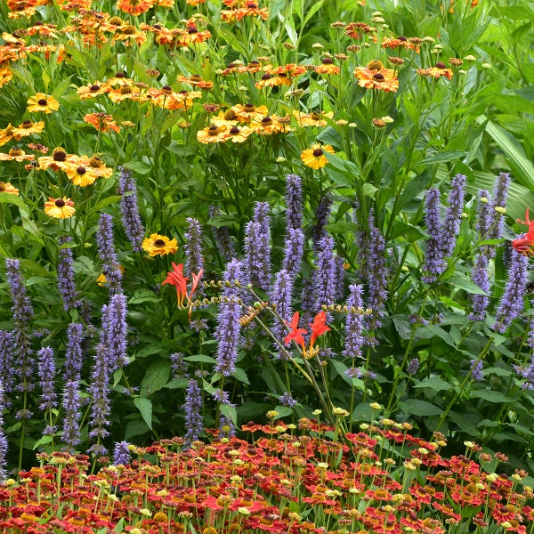 Ein helles und dicht bepflanztes Gartenbeet mit verschiedenen Stauden, darunter hohe violette Blütenähren sowie gelbe und rote Korbblütler.