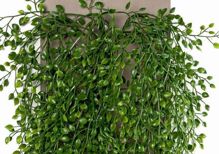 Nahaufnahme einer künstlichen Geigenfeige mit großen grünen Blättern und ausgeprägten Blattadern