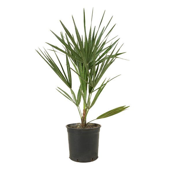 Chamaerops Humilis – Europäische Zwergpalme – Palme – Winterhart – ⌀15 cm – ↕50-60 cm