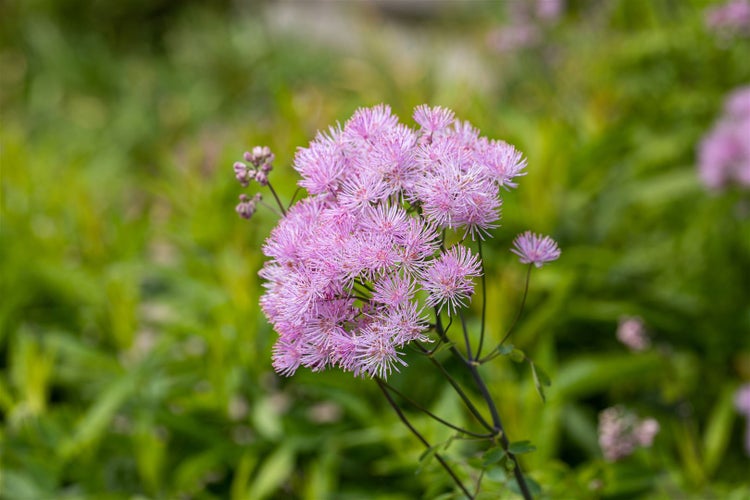 Thalictrum rochebrunianum 'Elin', Wiesenraute, lila Blüten, ca. 11x11 cm Topf
