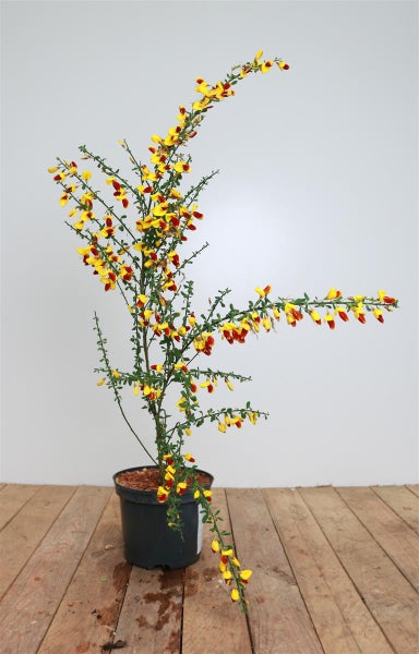 Cytisus scoparius 'Dragonfly', Besenginster, gelb-rot, 30–40 cm