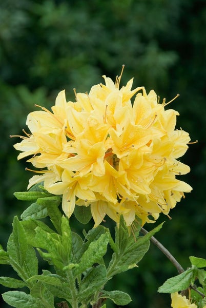 Gelbe Azaleenblüten mit Blättern