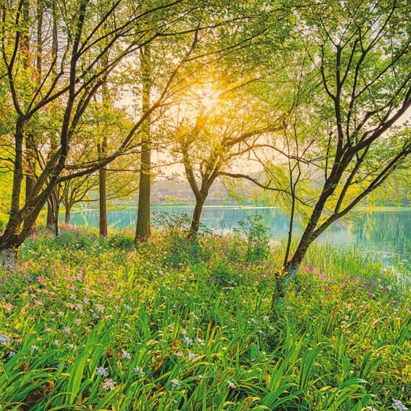 Sonniger Frühlingswald mit See, Bäumen, Gras und Blumen