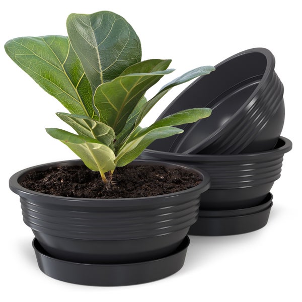 Feigenbaum im schwarzen Blumentopf mit passender Untertasse, daneben weitere leere Blumentöpfe.