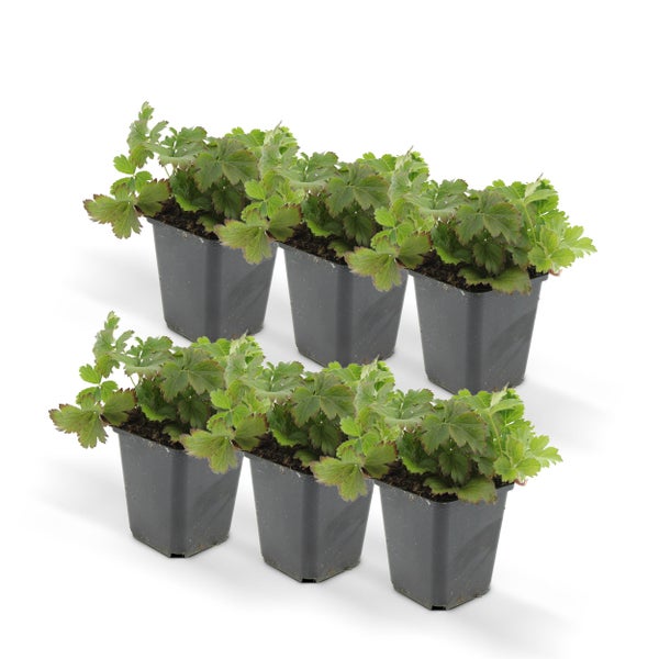 Immergrüner Bodendecker - Golderdbeere - Waldsteinia ternata - 9cm Topf - Set mit 6 Pflanzen
