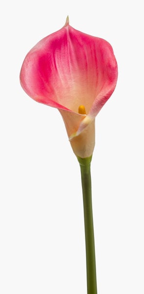 Rosa Calla-Lilie Zantedeschia mit grünem Stiel.