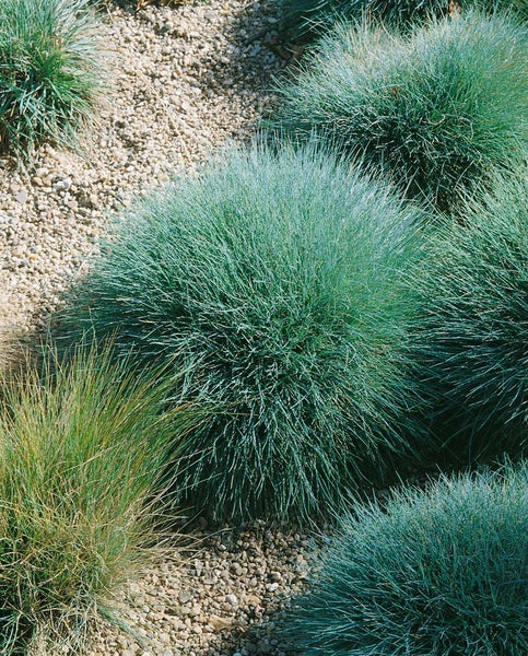 Festuca ovina, Schaf-Schwingel, ca. 9x9 cm Topf