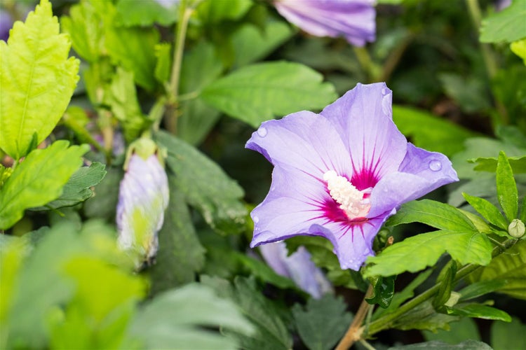 Hibiscus syriacus 'Marina', Gartenhibiskus, blau, 80–100 cm