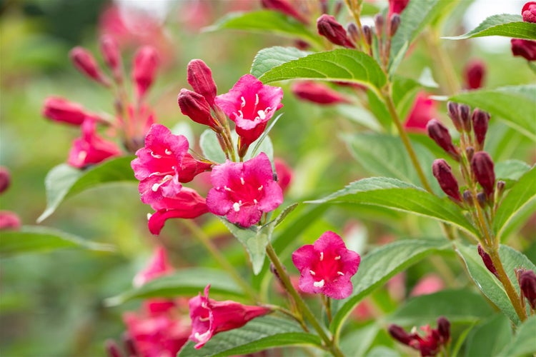 Weigela 'Bristol Ruby', Weigelie, rubinrot, 60 cm Stammhöhe