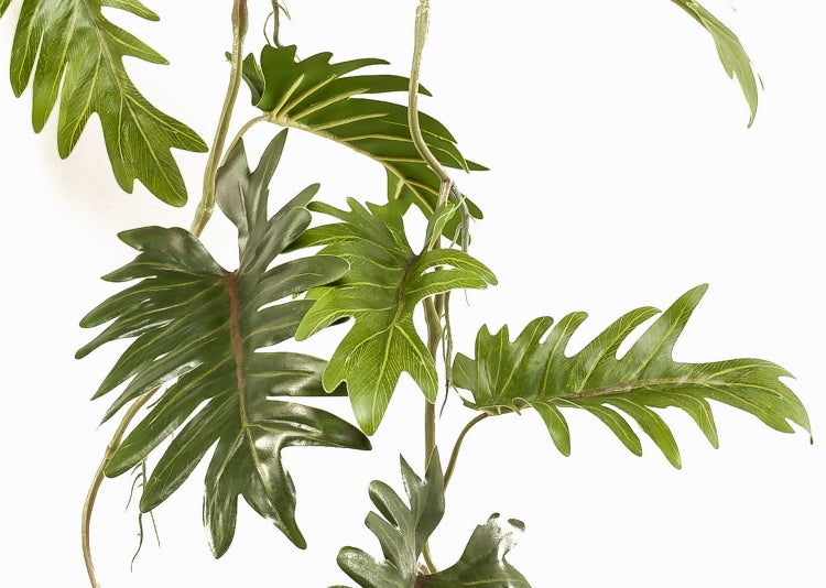Künstliche Philodendron-Blätter mit tief eingeschnittenen, grünen Blättern.