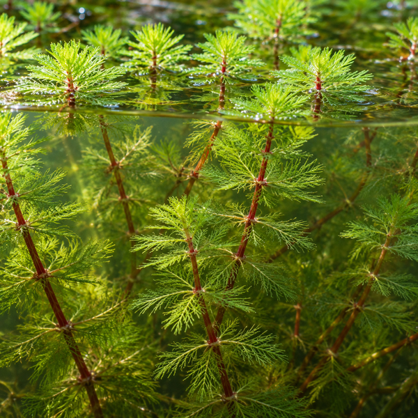 Tausendblatt Wasserpflanze in einem Teich mit gefiederten Blättern an aufrechten Stielen