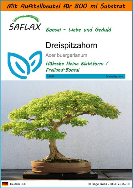 SAFLAX Garden in the bag - Dreispitzahorn - Acer buergerianum - 30 Samen - Mit Anzuchtsubstrat im praktischen, selbst aufstellenden Beutel