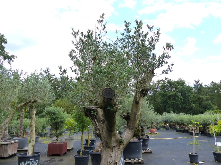 Großer Olivenbaum in einem Kunststofftopf im Außenbereich eines Gartencenters.